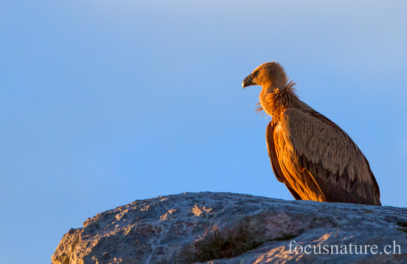 Vautour fauve 4513.jpg - Vautour fauve - Gyps fulvus - Griffon Vulture (Gorges du Verdon, France, janvier 2013)